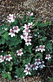 ERODIUM PELARGONIIFLORUM