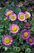 ERIGERON GLAUCUS,  ROGER RAICHE