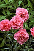 DIANTHUS,  VALDA WYATT,  PINKS SPRAY,  CARNATION