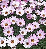 OSTEOSPERMUM LADY LEITRUM