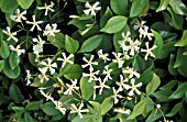 TRACHELOSPERMUM JASMINOIDES,  FLOWERS AND FOLIAGE