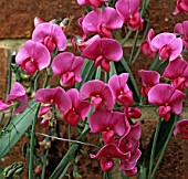 LATHYRUS RED PEARL