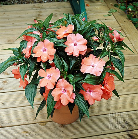 IMPATIENS_NEW_GUINEA_HYBRID_IN_CONTAINER