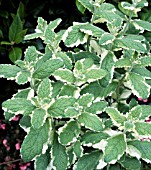 MENTHA,  APPLEMINT VARIEGATED