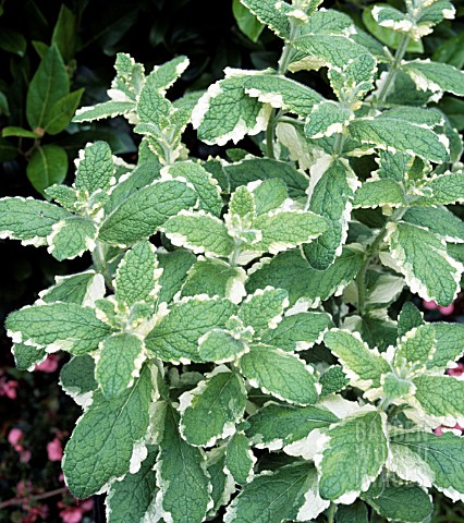 MENTHA__APPLEMINT_VARIEGATED