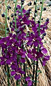 VERBASCUM PHOENICUM VIOLETTA (PURPLE MULLEIN)