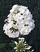 PHLOX PANICULATA WHITE ADMIRAL (AGM)