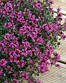 THYMUS SERPYLLUM, (CREEPING RED THYME)