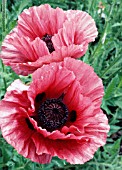 PAPAVER MEDALLION, (POPPY MEDALLION)