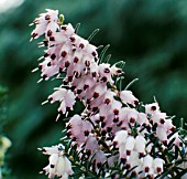 ERICA x DARLEYENSIS MARGARET PORTER