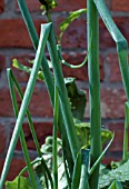 ALLIUM FISTULOSUM (WELSH ONIONS)