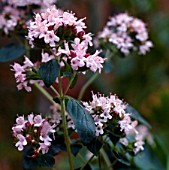 ORIGANUM ONITES