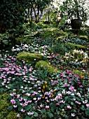 CYCLAMEN IN WINTER BORDER