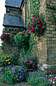 PETUNIAS IN HANGING BASKET AND VIOLAS IN CONTAINER