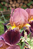 IRIS MARSHAL NEY