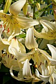 LILIUM WHITE TWINKLE