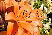 LILIUM SALMON CLASSIC