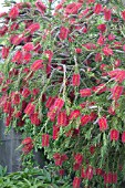 CALLISTEMON