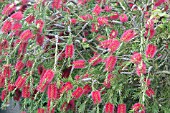 CALLISTEMON