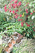 CALLISTEMON
