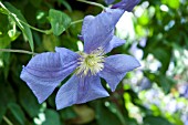 CLEMATIS PEARL DAZURE