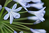 AGAPANTHUS CAMPANULATUS