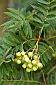 SORBUS DISCOLOR