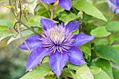 CLEMATIS MULTI BLUE