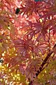 ACER SANGO KAKU