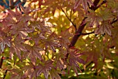 ACER SANGO KAKU