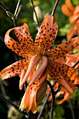 LILIUM LANCIFOLIUM  FLORE PLENO