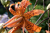 LILIUM LANCIFOLIUM  FLORE PLENO