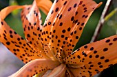 LILIUM LANCIFOLIUM  FLORE PLENO