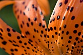 LILIUM LANCIFOLIUM  FLORE PLENO