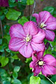 CLEMATIS VILLE DE LYON