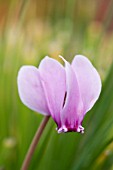 CYCLAMEN HEDERIFOLIUM