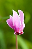 CYCLAMEN HEDERIFOLIUM