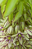 EUCOMIS BICOLOUR