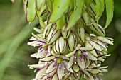 EUCOMIS BICOLOUR