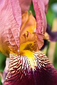 IRIS MARSHAL NEY