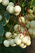 SORBUS CASHMIRIANA