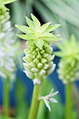 EUCOMIS AUTUMNALIS