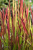 IMPERATA RED BARON