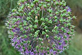 ALLIUM PURPLE SENSATION