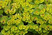 EUPHORBIA POLYCHROMA