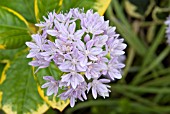 ALLIUM UNIFOLIUM