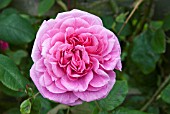 ROSA GERTRUDE JEKYLL