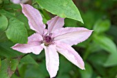 CLEMATIS HAGLEY HYBRID