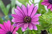 OSTEOSPERMUM SUNNY STEPHANIE