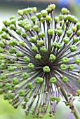 ALLIUM PURPLE SENSATION SEED HEAD